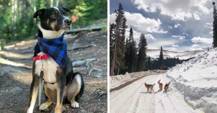 Hey Pandas, Post Your Favorite Picture Of Your Dog (Closed)