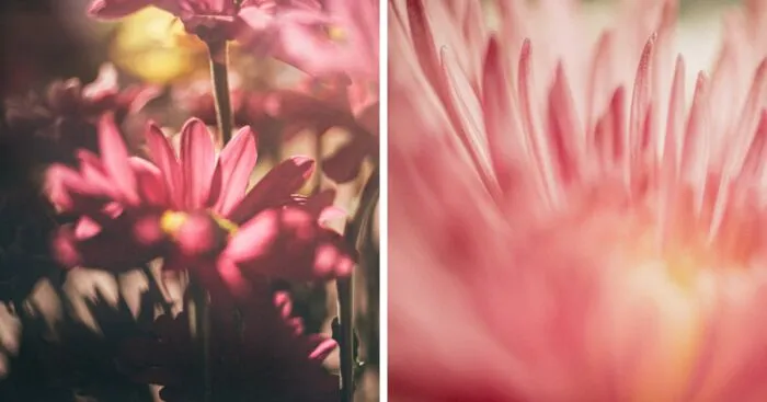 Showcasing Nature In A Fresh And Abstract Way With Paws Up Pet Photography (10 Pics)
