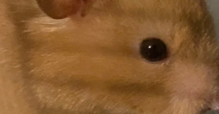 Hey Pandas, Share A Pic Of Your Pet Looking Like A Goblin