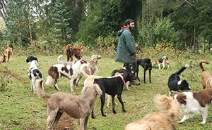 A Couple And Their 31 Four-Legged Family Members Found A Home After Their Video Asking For Help Went Viral