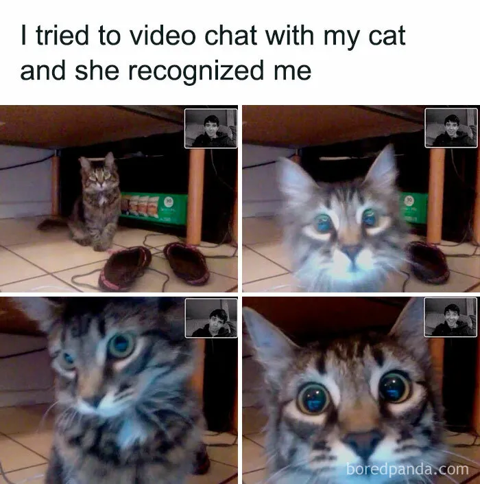 50 Hilarious Memes To Both Heal You And Make You Worse, Courtesy Of ‘Animal Memeposting’