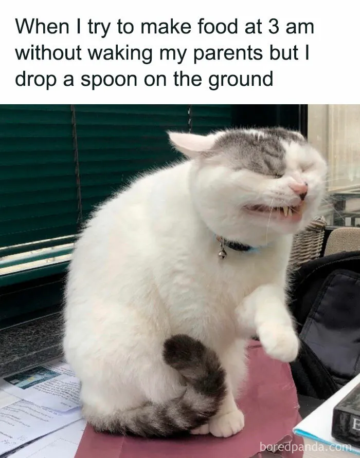 50 Animal Pics That Fit Perfectly Into Memes