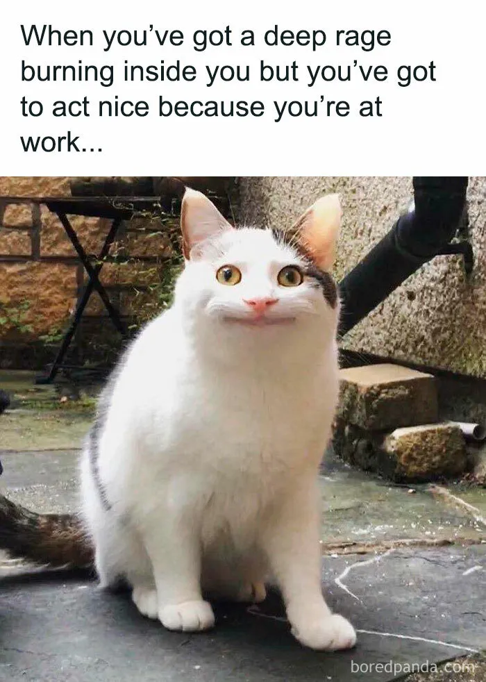 50 Animal Pics That Fit Perfectly Into Memes