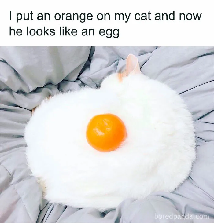 50 Animal Pics That Fit Perfectly Into Memes