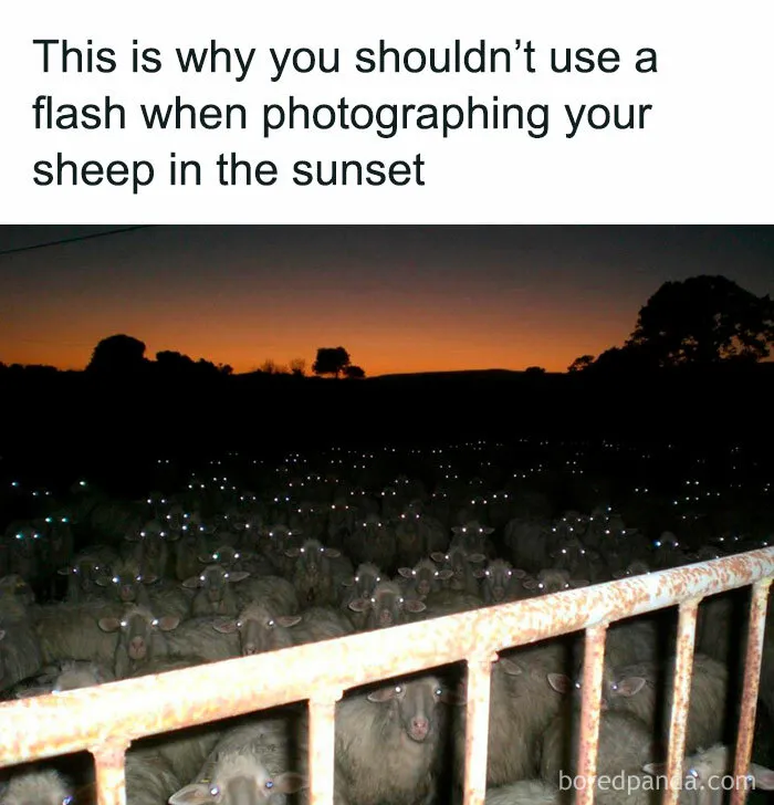 50 Animal Pics That Fit Perfectly Into Memes