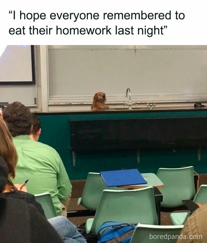 50 Animal Pics That Fit Perfectly Into Memes