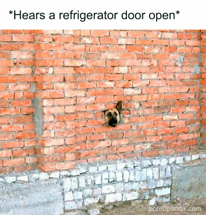 50 Animal Pics That Fit Perfectly Into Memes