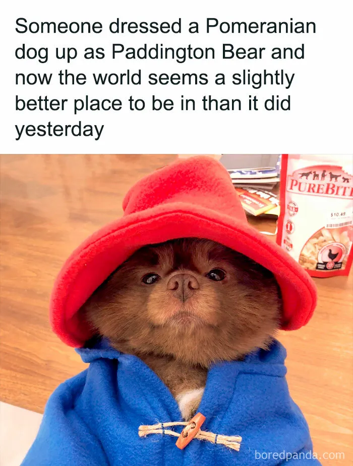 50 Animal Pics That Fit Perfectly Into Memes