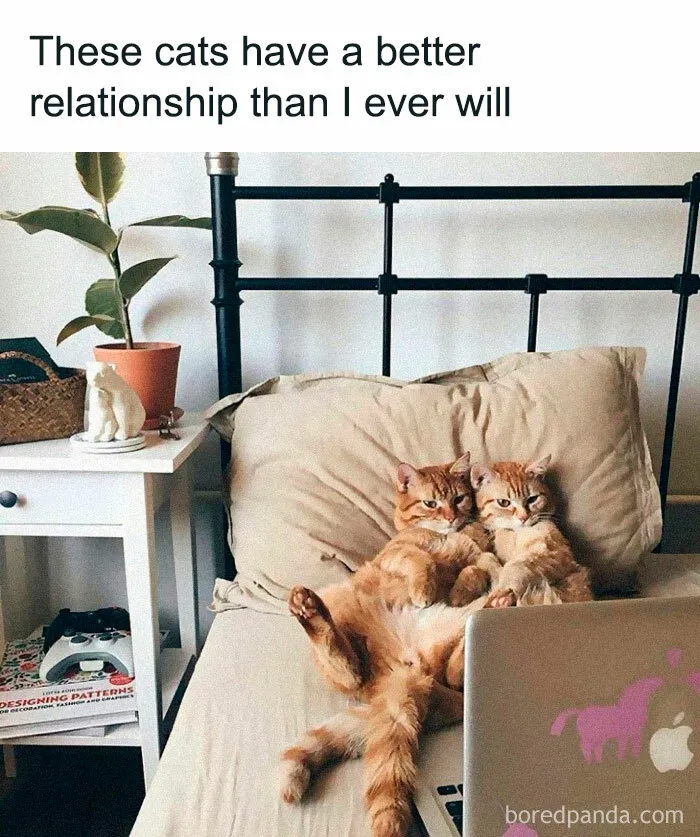 50 Animal Pics That Fit Perfectly Into Memes