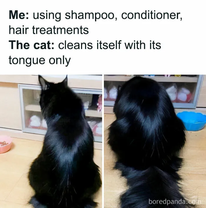Your Daily Dose Of Kitty Content, Courtesy Of 'Cattos Being Cattos' (50 Posts)
