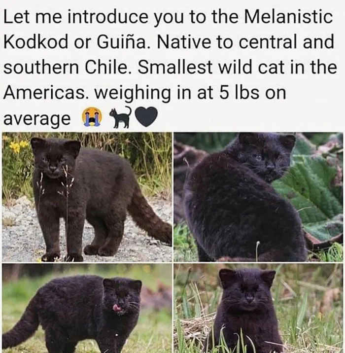 Your Daily Dose Of Kitty Content, Courtesy Of 'Cattos Being Cattos' (50 Posts)
