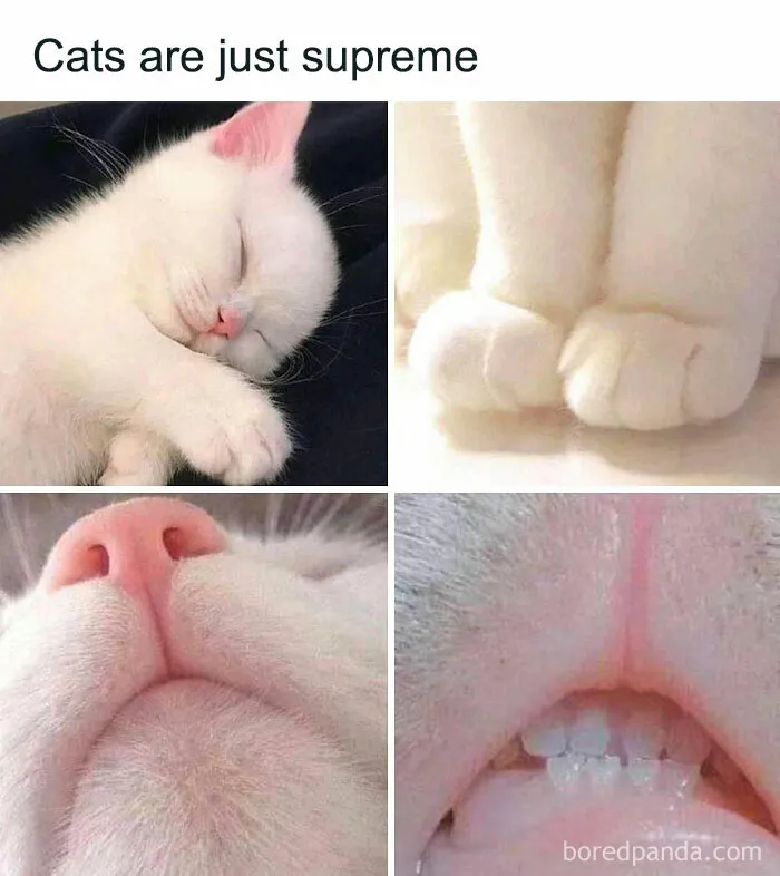 Your Daily Dose Of Kitty Content, Courtesy Of 'Cattos Being Cattos' (50 Posts)