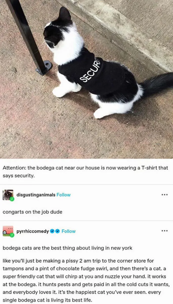 Your Daily Dose Of Kitty Content, Courtesy Of 'Cattos Being Cattos' (50 Posts)