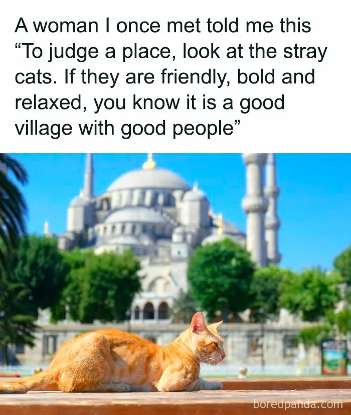 Your Daily Dose Of Kitty Content, Courtesy Of 'Cattos Being Cattos' (50 Posts)