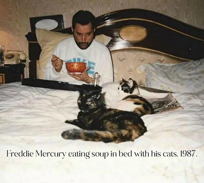 Your Daily Dose Of Kitty Content, Courtesy Of 'Cattos Being Cattos' (50 Posts)