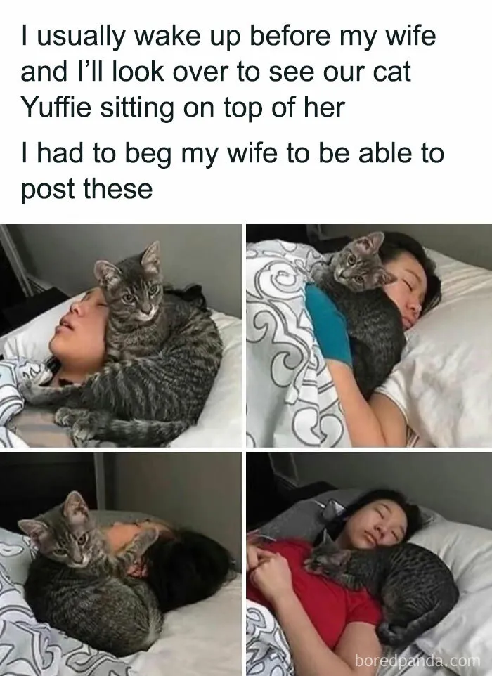 Your Daily Dose Of Kitty Content, Courtesy Of 'Cattos Being Cattos' (50 Posts)