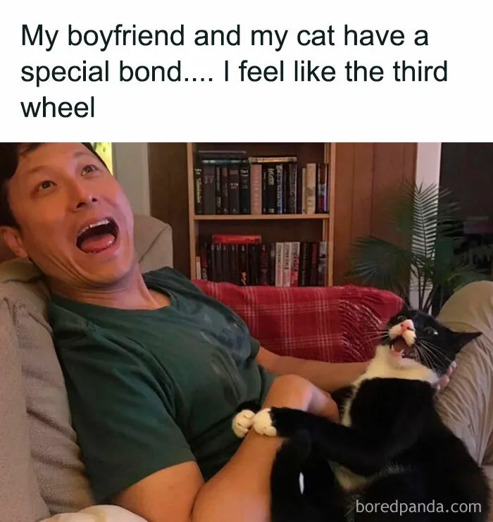 Your Daily Dose Of Kitty Content, Courtesy Of 'Cattos Being Cattos' (50 Posts)