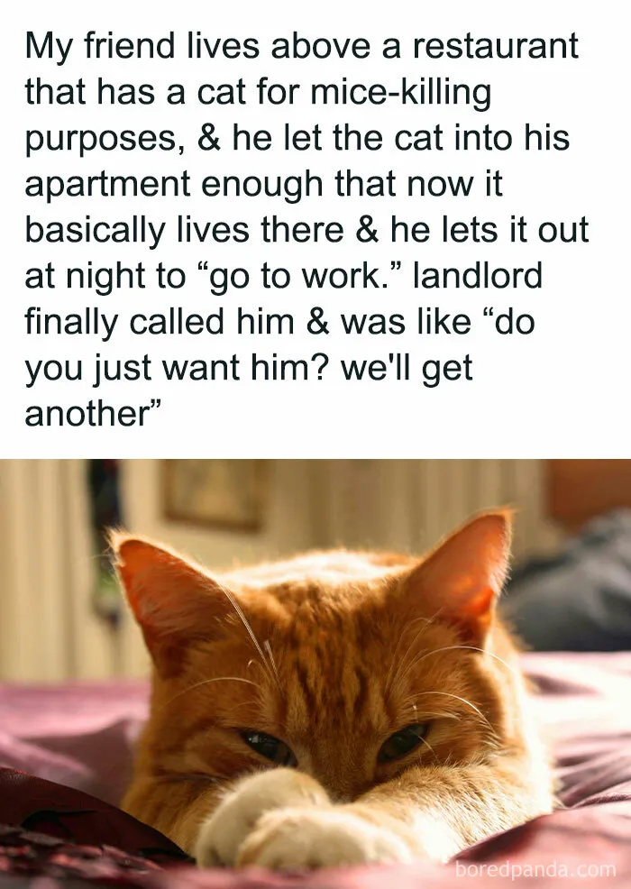 Your Daily Dose Of Kitty Content, Courtesy Of 'Cattos Being Cattos' (50 Posts)