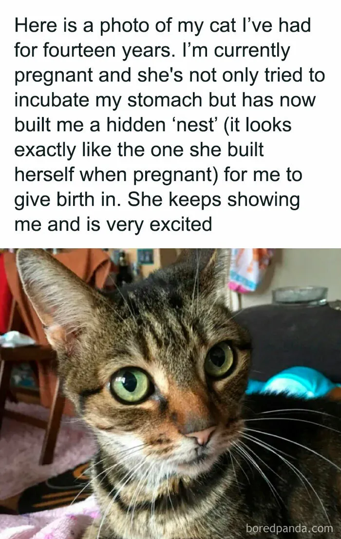 Your Daily Dose Of Kitty Content, Courtesy Of 'Cattos Being Cattos' (50 Posts)