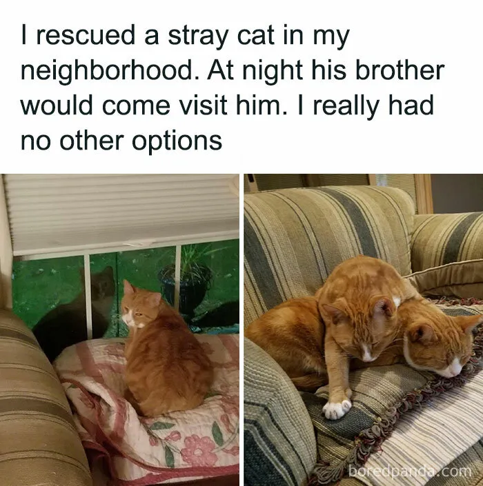 Your Daily Dose Of Kitty Content, Courtesy Of 'Cattos Being Cattos' (50 Posts)