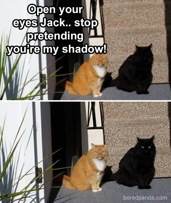 Your Daily Dose Of Kitty Content, Courtesy Of 'Cattos Being Cattos' (50 Posts)