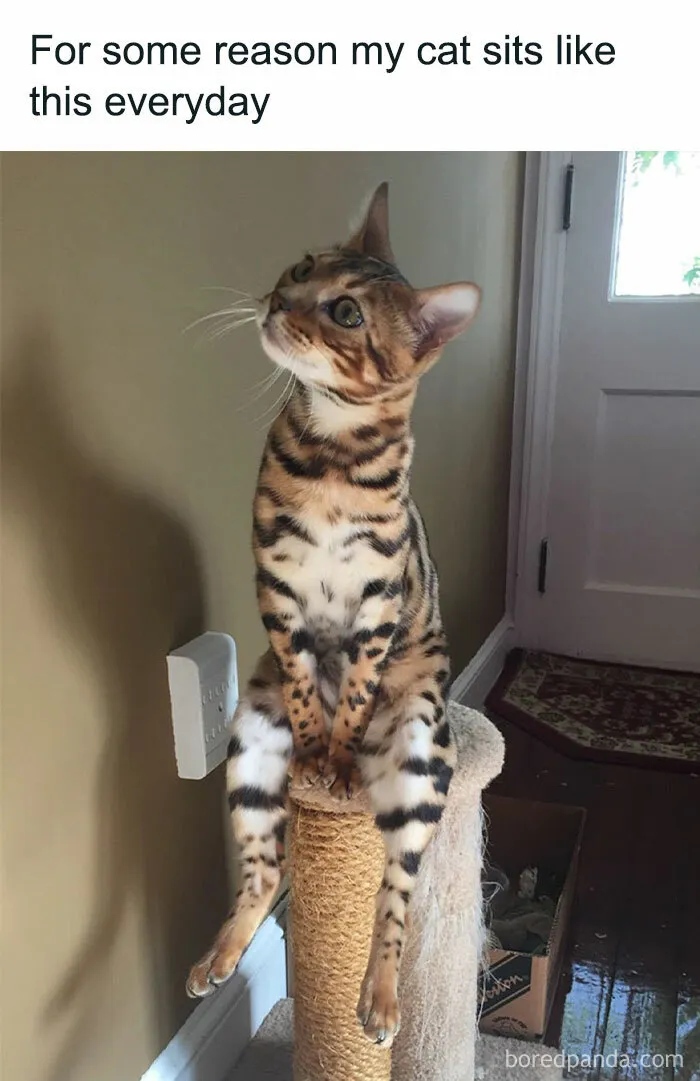 Your Daily Dose Of Kitty Content, Courtesy Of 'Cattos Being Cattos' (50 Posts)