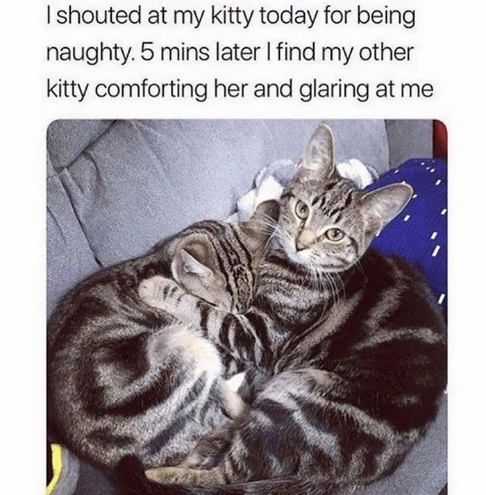 Your Daily Dose Of Kitty Content, Courtesy Of 'Cattos Being Cattos' (50 Posts)