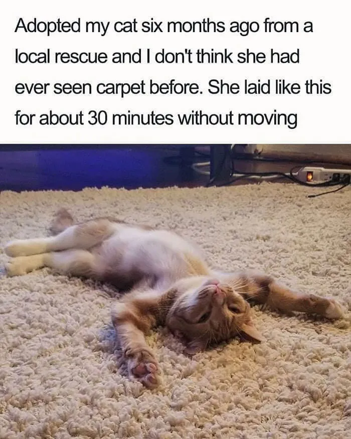 Your Daily Dose Of Kitty Content, Courtesy Of 'Cattos Being Cattos' (50 Posts)