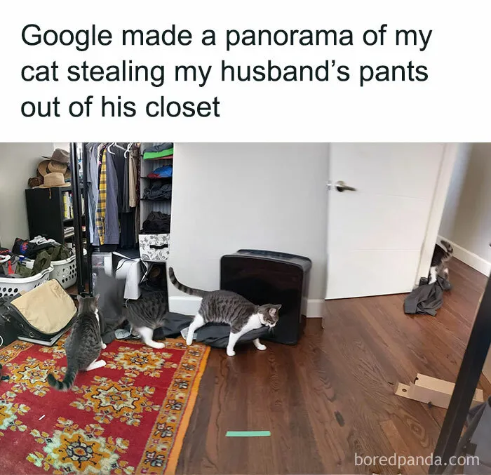 Your Daily Dose Of Kitty Content, Courtesy Of 'Cattos Being Cattos' (50 Posts)