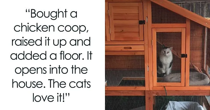 Your Daily Dose Of Kitty Content, Courtesy Of 'Cattos Being Cattos' (50 Posts)