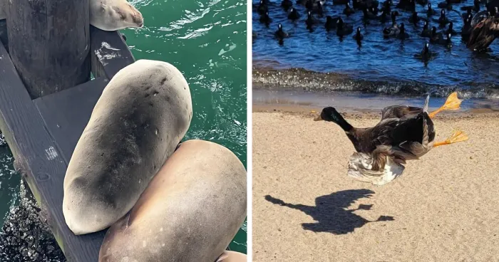 35 Intentos medianamente fallidos de fotografiar a la fauna