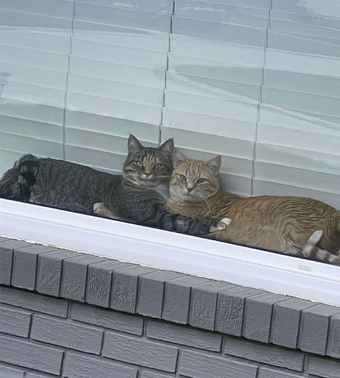 These Two Siblings Have Been Inseparable Since We Adopted Them