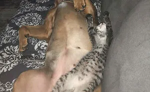50 Times People Got Their Pet A Sibling And Documented How It Went