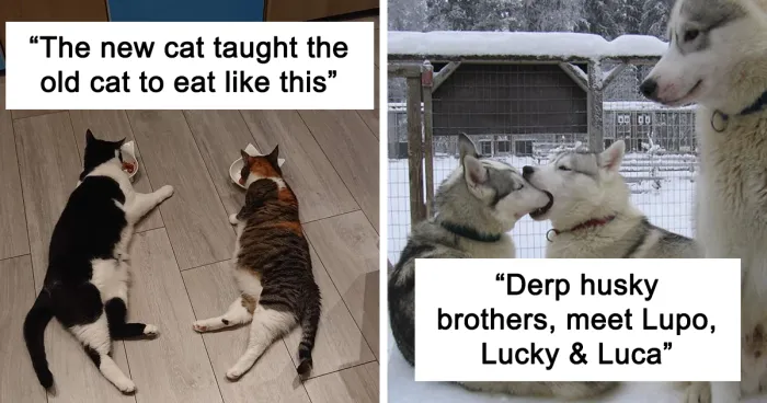 50 Times People Got Their Pet A Sibling And Documented How It Went