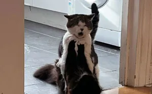 50 Times People Got Their Pet A Sibling And Documented How It Went
