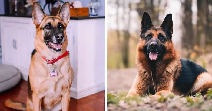 German Shepherd Dog Breed: Information, Characteristics, and Care