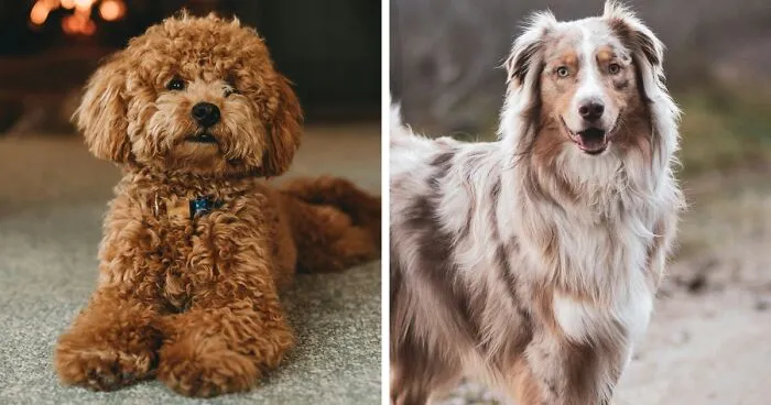 10 Healthiest Dog Breeds With the Least Health Problems