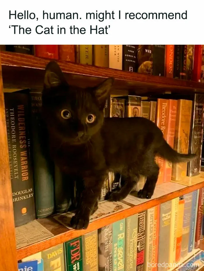 Black cat standing on a bookshelf with a humorous caption about recommending "The Cat in the Hat."