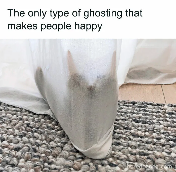 Cat meme showing a cat hidden behind a curtain on a woven rug, with humorous text about ghosting.