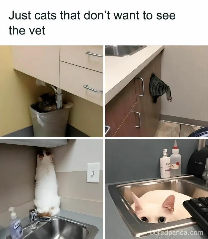 Cats hiding in amusing spots to avoid the vet, showcasing funny cat memes.