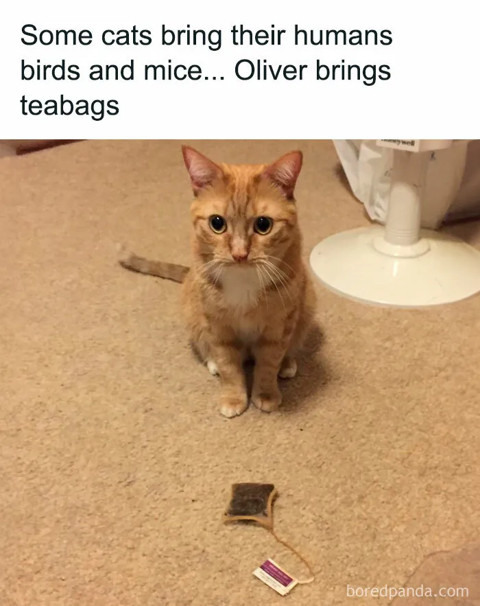 Orange cat sitting on the floor with a teabag in front, showcasing a humorous cat meme.