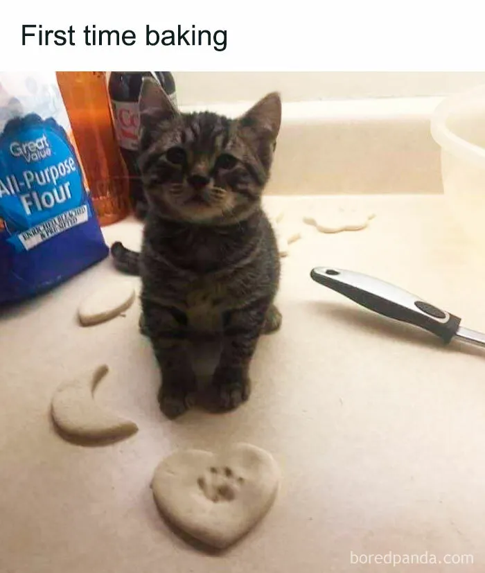 Kitten baking with flour and dough shapes on the counter, part of a collection of funny cat memes.