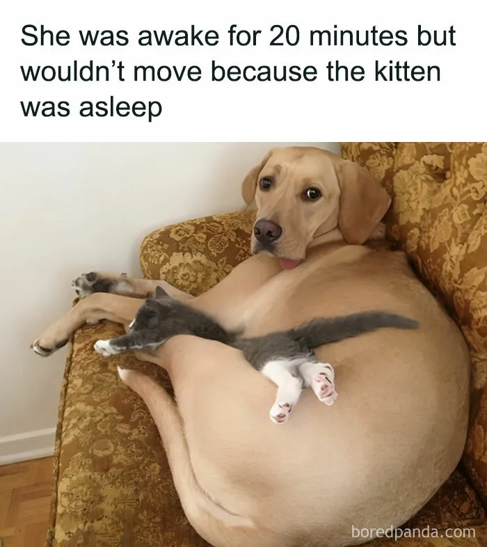 50 Fantastic ‘Cat Memes’ To Help You Get Through Hard Times