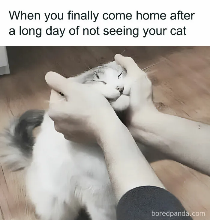 A person playfully squishing a cat's face with its eyes closed, capturing a lighthearted cat meme moment.