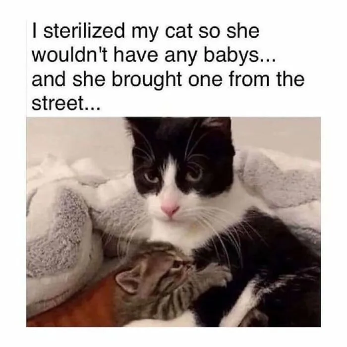 50 Fantastic ‘Cat Memes’ To Help You Get Through Hard Times