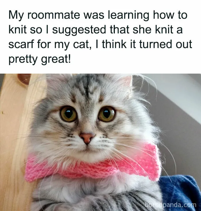 Fluffy cat wearing a pink knitted scarf, showcasing a cute cat meme moment.