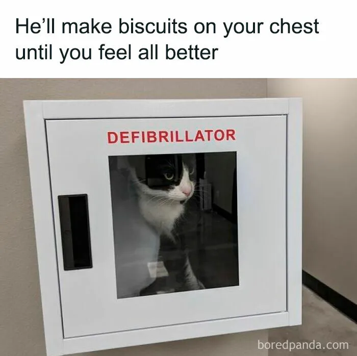 Cat meme featuring a cat inside a defibrillator box with text about making biscuits to help you feel better.