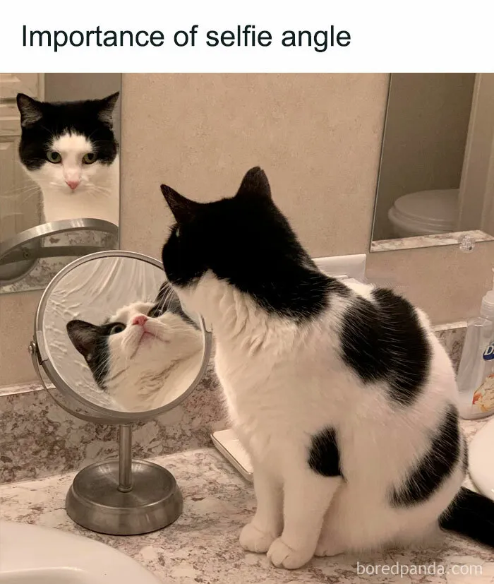 A black and white cat looking into a mirror, humorously illustrating the angle of selfies.