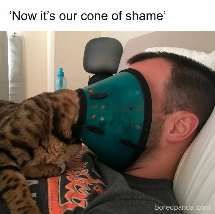 50 Fantastic ‘Cat Memes’ To Help You Get Through Hard Times