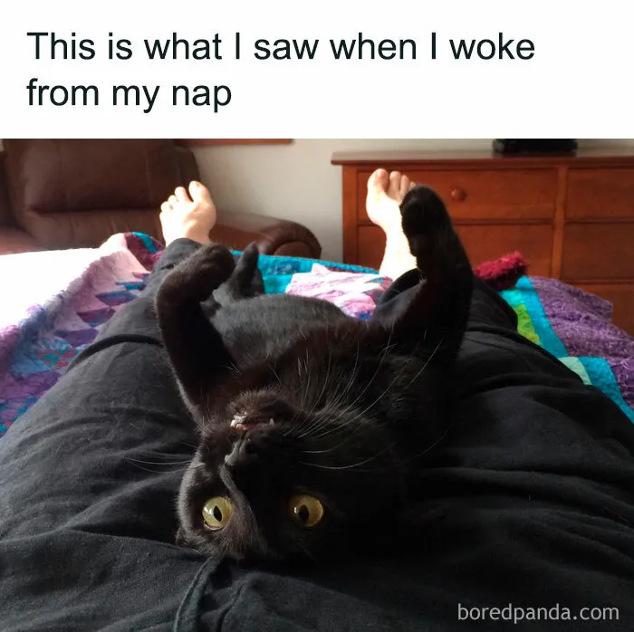 50 Fantastic ‘Cat Memes’ To Help You Get Through Hard Times